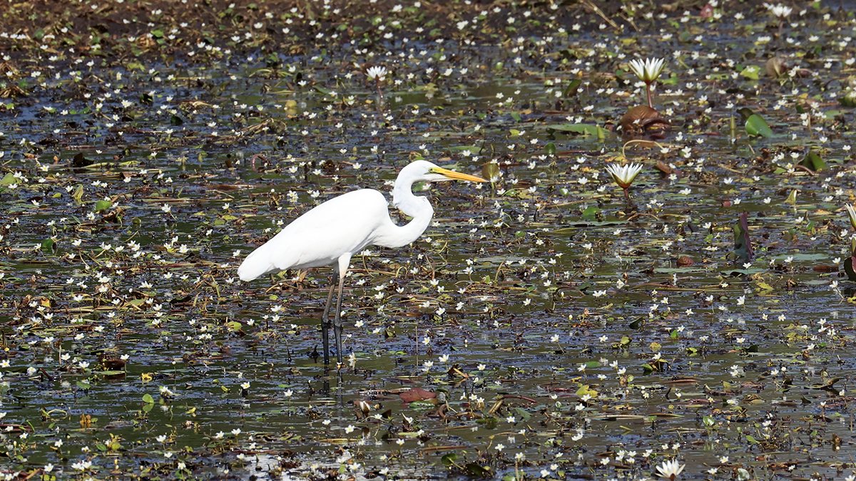 Great Egret